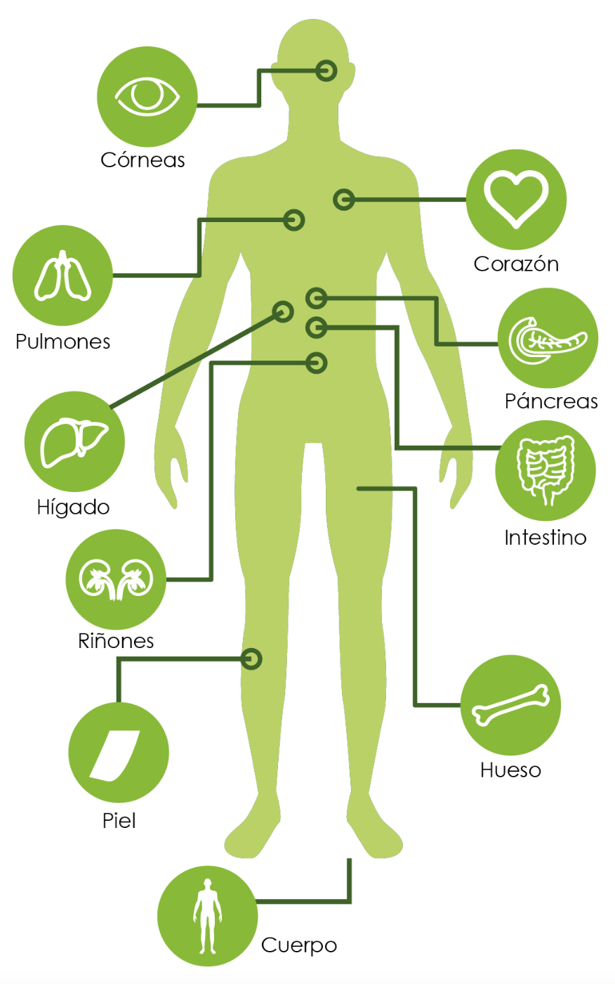Infografía órganos y tejidos que se pueden donar